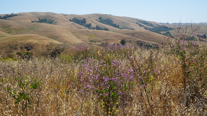 A scenic view of rolling, dry golden hills under a blue sky. The foreground is filled with wild purple and yellow flowers among tall, dry grasses and shrubs.


