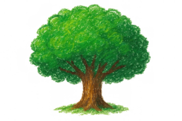 Green tree drawing with crayon texture, illustrating nature, environment, and growth, isolated on transparent background