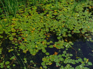 Dense coverage of water lilies and aquatic vegetation floating on pond surface