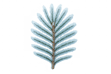 Fir tree branch covered with white frost and ice, symbolizing winter season, cold weather, and christmas holiday