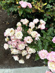 pink rose flowers