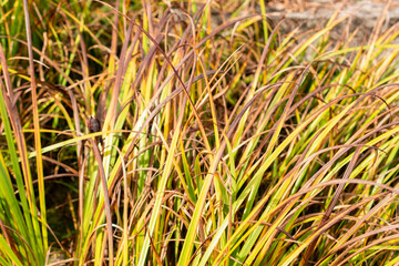 Grass leaved iris or Iris Graminea plant in Saint Gallen in Switzerland 19.10.2025