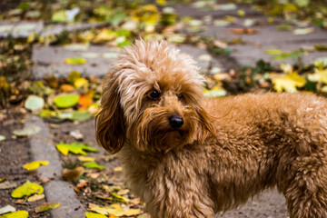 small dog, cavapoo, beige toy, miniature poodle, profile, young, portrait, looking away, curious, funny face, pet, breed, friendly, yellow leaves, autumn, leisure, close-up, horizontal photo
