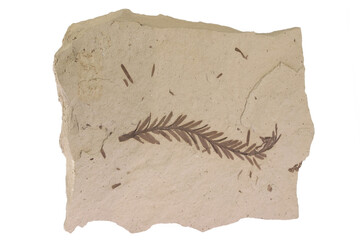 Mammoth Tree twig fossil from Beaverhead County, Montana, USA