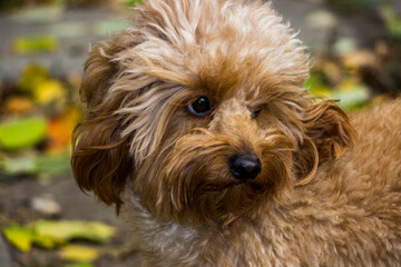 small dog cavapoo, beige toy, miniature poodle young, portrait, looking away, curious, funny face, pet, breed, friendly, yellow leaves, autumn