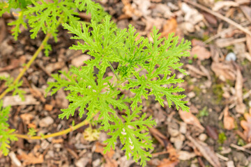 Rose geranium or Pelargonium Graveolens plant in Saint Gallen in Switzerland 19.10.2025