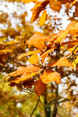 Armenian oak or Quercus Pontica tree in Saint Gallen in Switzerland 19.10.2025