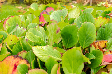 Leather bergenia or Bergenia Cordifolia plant in Saint Gallen in Switzerland 19.10.2025
