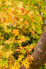 Acer tree in Saint Gallen in Switzerland 19.10.2025