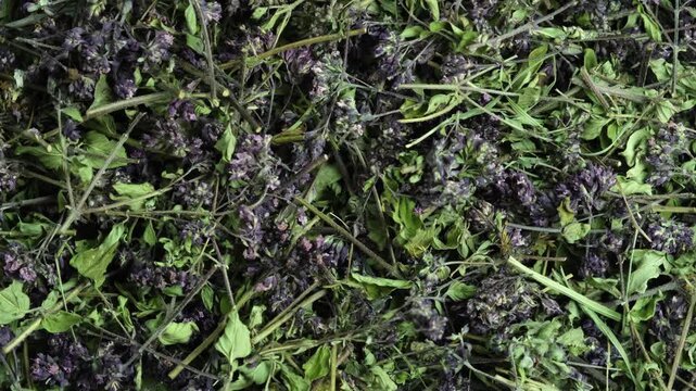 Dried Origanum vulgare or Oregano, close-up. Flowers of origanum vulgare, natural background. Medicinal herb is used in alternative medicine and culinary. Rotating motion.