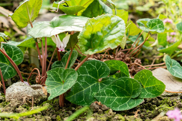 Cyclamen Africanum plant in Saint Gallen in Switzerland 19.10.2025