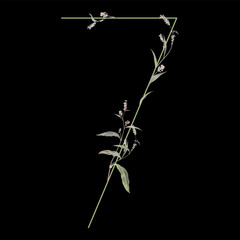 Digit 7 with floral motifs. Numeral seven. Botanical font with herbs and wildflowers. Blooming green branches of Polygonum plant. Knotweed or Smartweed flower. On black background.