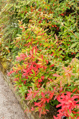 Wintergreen barberry or Berberis Julianae plant in Saint Gallen in Switzerland 19.10.2025
