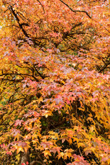 American sweetgum or Liquidambar Styraciflua plant in Saint Gallen in Switzerland 19.10.2025