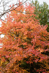 American sweetgum or Liquidambar Styraciflua plant in Saint Gallen in Switzerland 19.10.2025