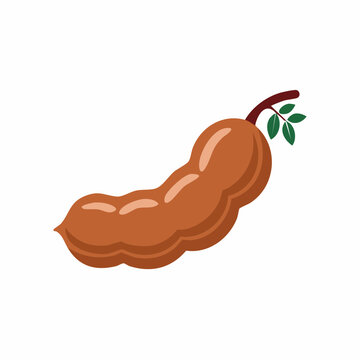 Tamarind pod with green leaves and stem tropical fruit illustration