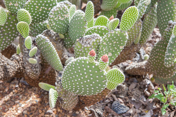 Xeriscape island composition