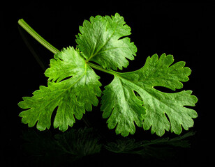 Fresh coriander leaves isolated on a black background
