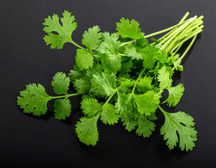 Fresh coriander leaves isolated on a black background