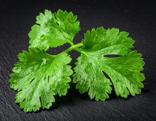 Fresh coriander leaves isolated on a black background
