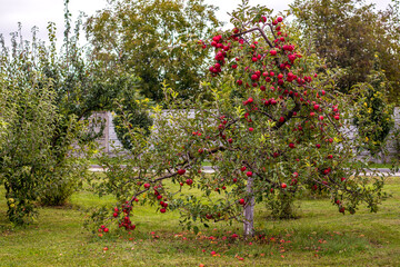 Apple tree bending with ripe red fruit in a sunny garden scene