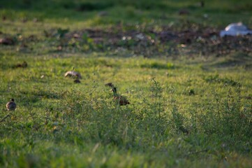 wild duck in the grass