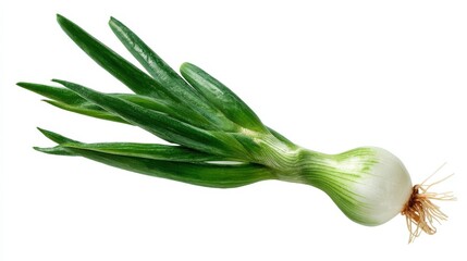 sprouting onion png onion png green sprouts png vegetable png bulb onion png fresh onion png transparent background image