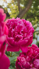 Peony Light Symphony