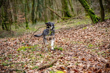 dog running in the woods