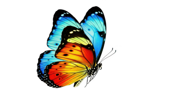 Butterfly isolated on transparent background