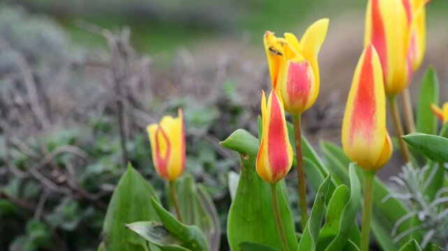 Nice 4k video of spring pink flovers tulips
