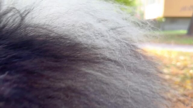 Keeshond joyfully walking through autumn leaves, showcasing playful energy and vibrant surroundings