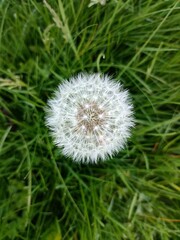 Dandelion