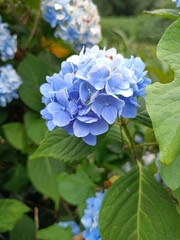 Hydrangea in bloom 