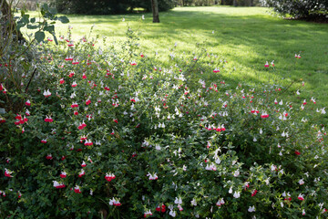 The blooming sage in the garden