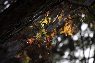 Leaves in the sunset