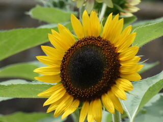 sunflower in the garden