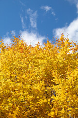 Fototapeta premium yellow autumn leaves