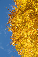yellow maple tree