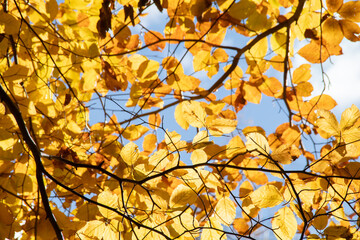 yellow autumn leaves