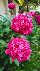 Fototapeta premium Peony Light Symphony