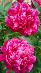 Peony Light Symphony