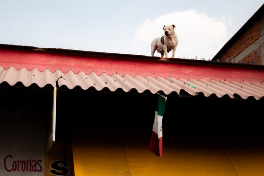 A dog on a roof in Mexico City.