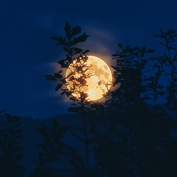 The Super Beaver Moon (full moon) glowing orange as it peers through the dark silhouettes of tree branches in a deep blue sky.
