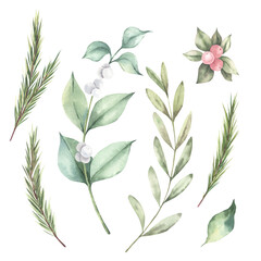 Watercolor hand-painted set of a winter evergreen plants, fir branches, olive twig, snowberry stems. Isolated elements on a white background. For winter compositions, invitations, floral arrangements.