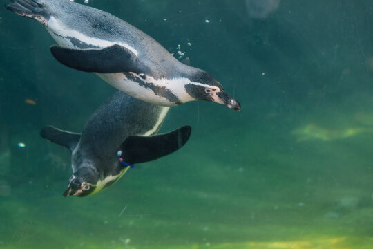 two Humboldt Penguins swimming in water at the zoo