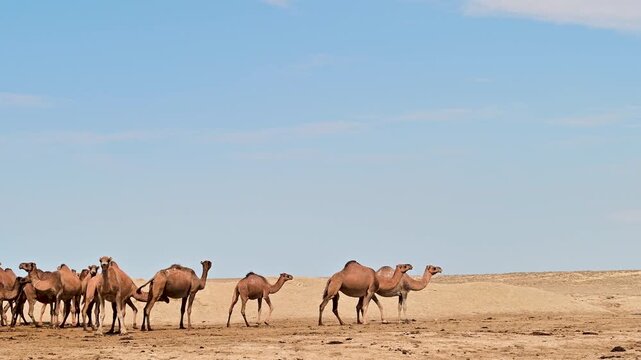Large group of camels walking through the Karakum Desert in Turkmenistan