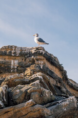 seagull on rocks on blue sky day