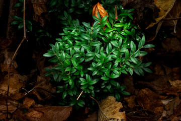 An evergreen boxwood bush against an autumn backdrop
