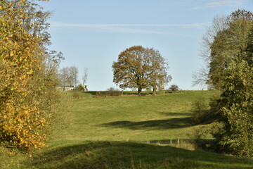 L'arbre solitaire sur la crête d'une colline à Écaussinnes-Lalaing (Soignies)